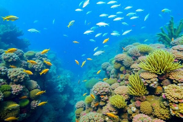 Keanekaragaman hayati laut Indonesia yang memukau.